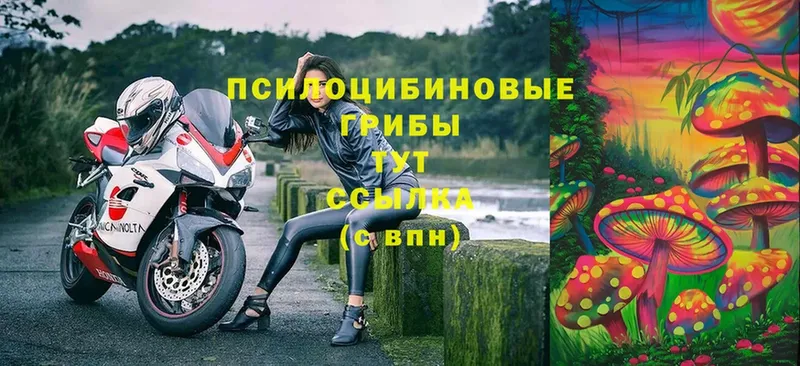 Галлюциногенные грибы Cubensis  Анапа 