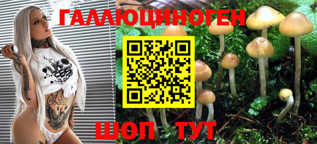 Галлюциногенные грибы Psilocybe Анапа